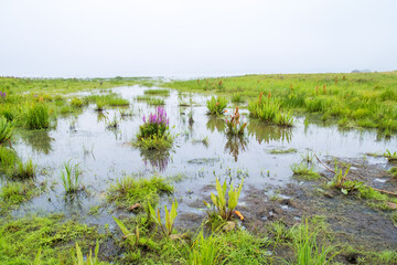 Lakeshore on a wetland with blooming purple loosestrife flowers