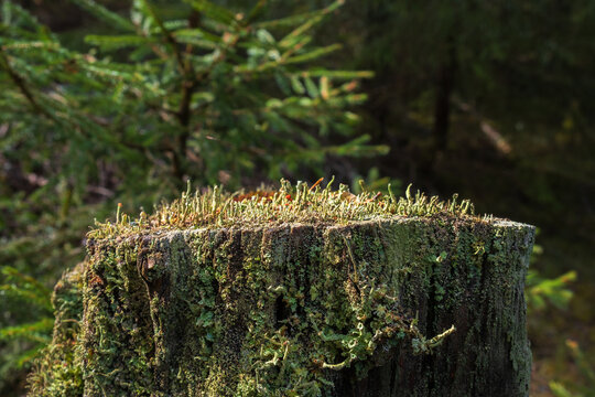 Cladonia fimbriata lichen that's growing on a tree stump