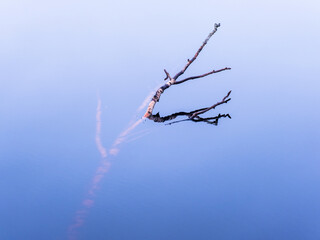 Tree branch in the water