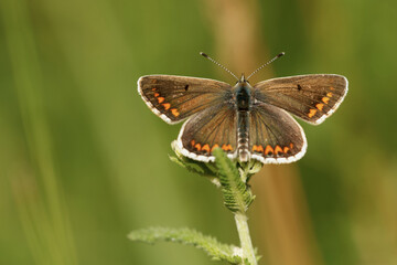 Kleiner Sonnenröschen-Bläuling (Aricia agestis)