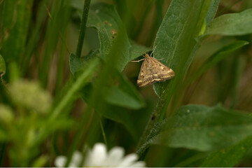 Olivenbrauner Zünsler (Pyrausta despicata)