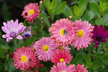 Fototapeta premium Red flovers isolated in the green blurred background
