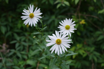 White flovers isolated in the green blurred background