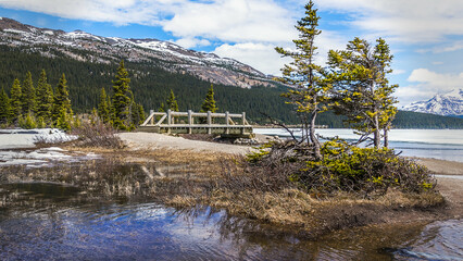 Das Bild zeigt eine Holzbrücke und krüppelige Kiefern am Bow Lake vor den kanadischen Rocky...