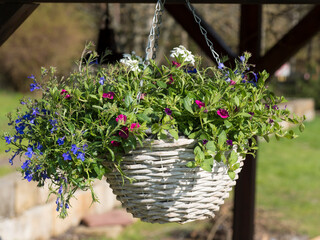 Fototapeta na wymiar White wicker basket, flower pot with colorful Petunia, Lobelia and geranium flowers hanging from wooden pergola in the summer garden