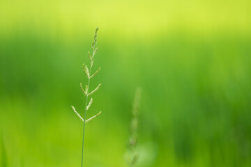 Beautiful sunlight during the evening behind the wild grass flowers close up.
