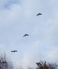 Birds flying in the blue sky