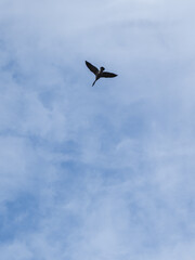 Silhouette of bird flying in the sky