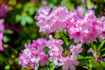 pink rhododendron blooms against the background of green grass
