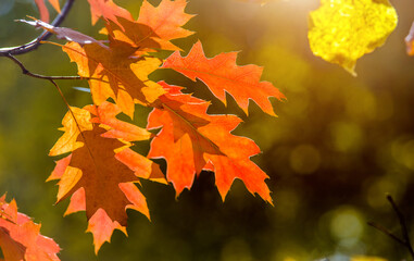 Red oak leaves on blue sky background
