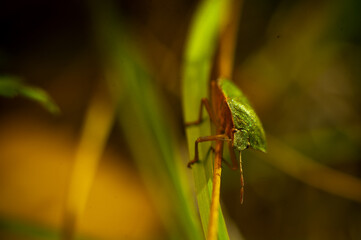 bedbug on a leaf