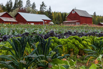 Fototapeta na wymiar Field full of vegetables in front of red barn