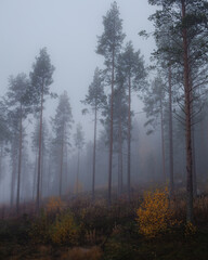 Fototapeta na wymiar Morning fog in the pine forest