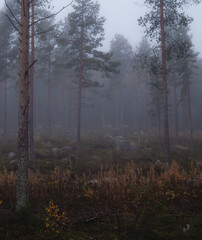 Fototapeta na wymiar Forest filled with morning mist