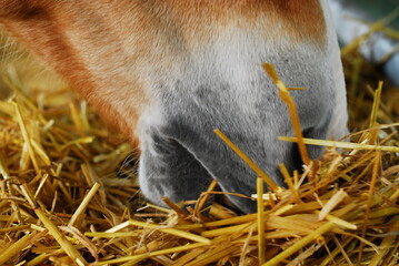 The mouth of a straw eating horse