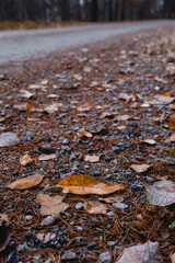 Orange leaf on the side of a dirt road