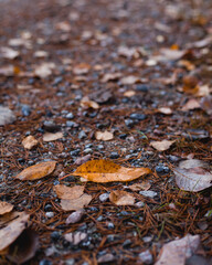 Closeup on leaf on the side of the road