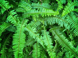 Fototapeta na wymiar Perfect natural fern pattern. Beautiful background made with young green fern leaves. Color of kale.