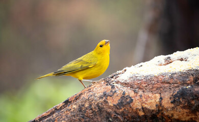 Canario da terra ou Canario da horta. Canary of the land or Canary of the vegetable garden, Sicalis...
