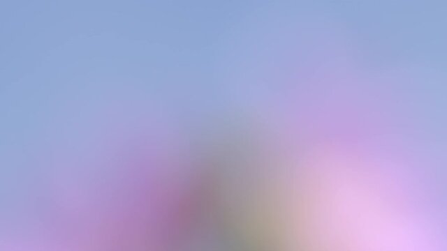 Pink hollyhock flower. Blooming wild pink flower musk mallow. Blur.