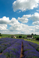 Fototapeta na wymiar Lavender Field Summer Flowers Cotswolds Worcestershire England