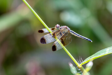 Pied Percher perching on plant (Neurothemis tullia tullia)