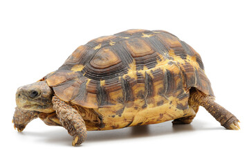 Obraz premium Bell's hinge-back tortoise (Kinixys belliana) on a white background