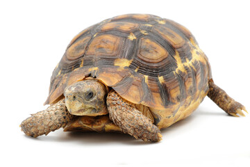 Obraz premium Bell's hinge-back tortoise (Kinixys belliana) on a white background