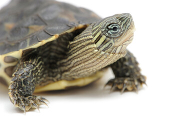 Naklejka premium Chinese stripe-necked turtle (Mauremys sinensis) on a white background
