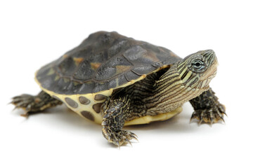 Fototapeta na wymiar Chinese stripe-necked turtle (Mauremys sinensis) on a white background