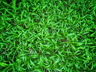 Fototapeta na wymiar Green grass background texture. Green lawn texture background. top view.