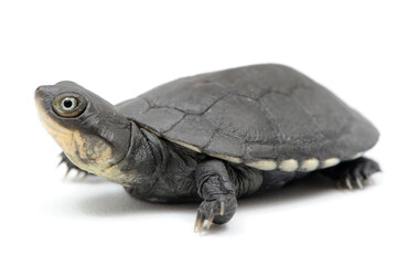 African helmeted turtle (Pelomedusa subrufa) on a white background