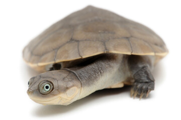 African helmeted turtle (Pelomedusa subrufa) on a white background