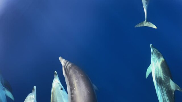 School of dolphin swimming besides a boat, slow motion 120fps
