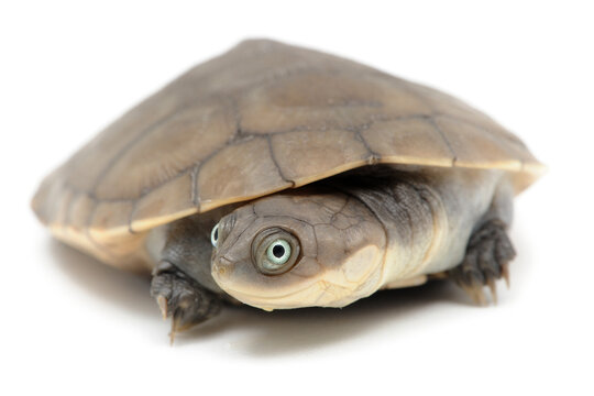 African helmeted turtle (Pelomedusa subrufa) on a white background