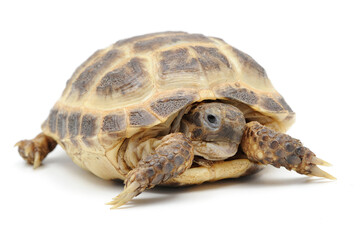 Russian steppe tortoise (Testudo horsfieldii) on a white background