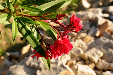 rote Oleander