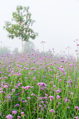 Obraz na płótnie Canvas Verbena flowers blossom in the field on blurred background.