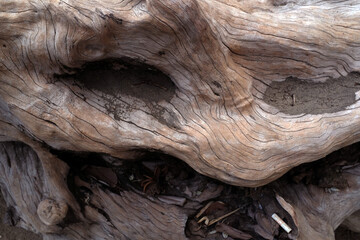 Dead frangipani tree texture .