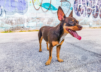 Mexican Chihuahua dog with graffiti wall Playa del Carmen Mexico.