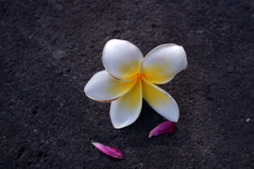 The frangipani flower is very beautiful and fragrant on the stone
