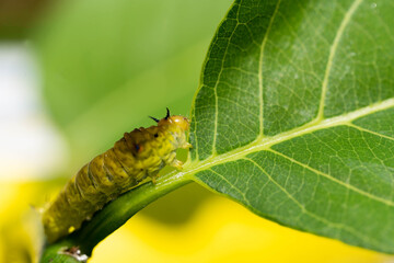Caterpillar eat sugar apple leaf