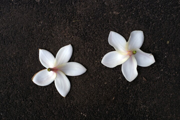 Fototapeta na wymiar The frangipani flower is very beautiful and fragrant on the stone
