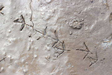 Bird paw prints on the mud. Diagonal track of footprints. View from above