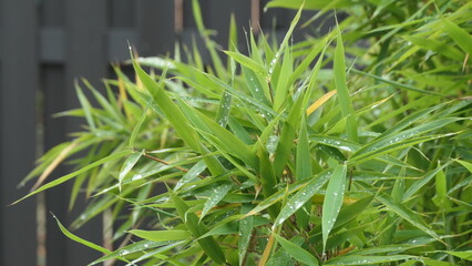fresh bamboo with dew drops in front of grey fence