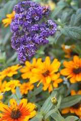 yellow and purple flowers