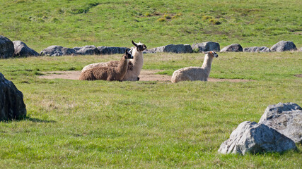 Lamas bei der Mittagsruhe