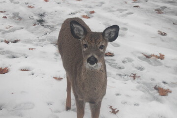 deer in snow
