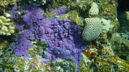 Pore coral (Montipora mollis) undersea, Red Sea, Egypt, Sinai, Ras Mohammad national park