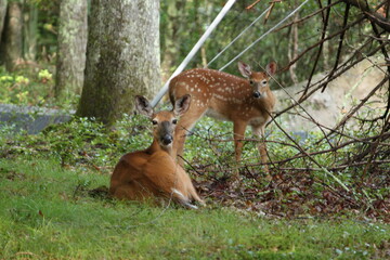 deer in the woods